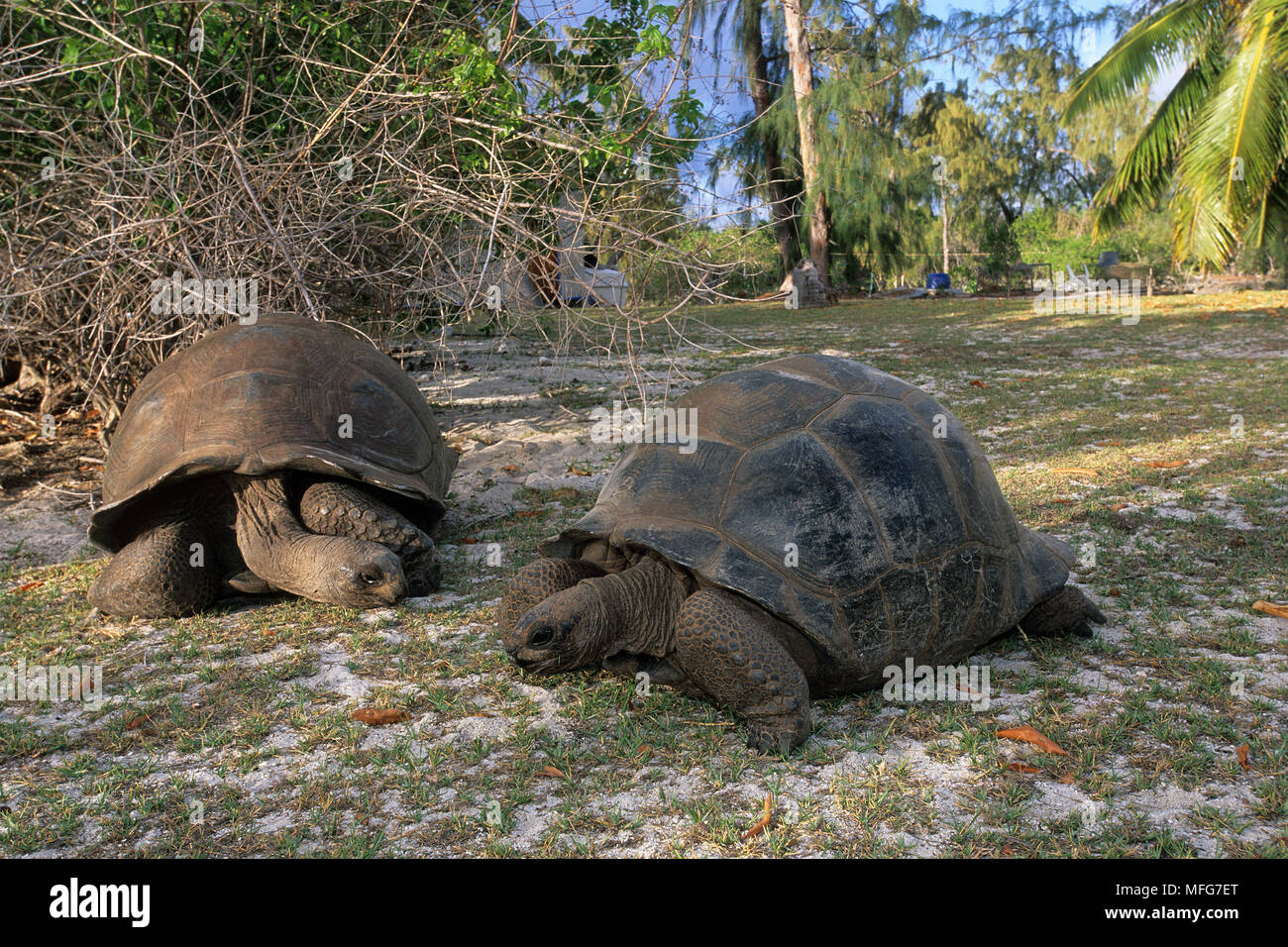 Paio di tartaruga gigante, Geochelone gigantea, Aldabra Atoll, patrimonio mondiale naturale, Seychelles, Oceano Indiano Data: 24.06.08 RIF: ZB777 115635 Foto Stock
