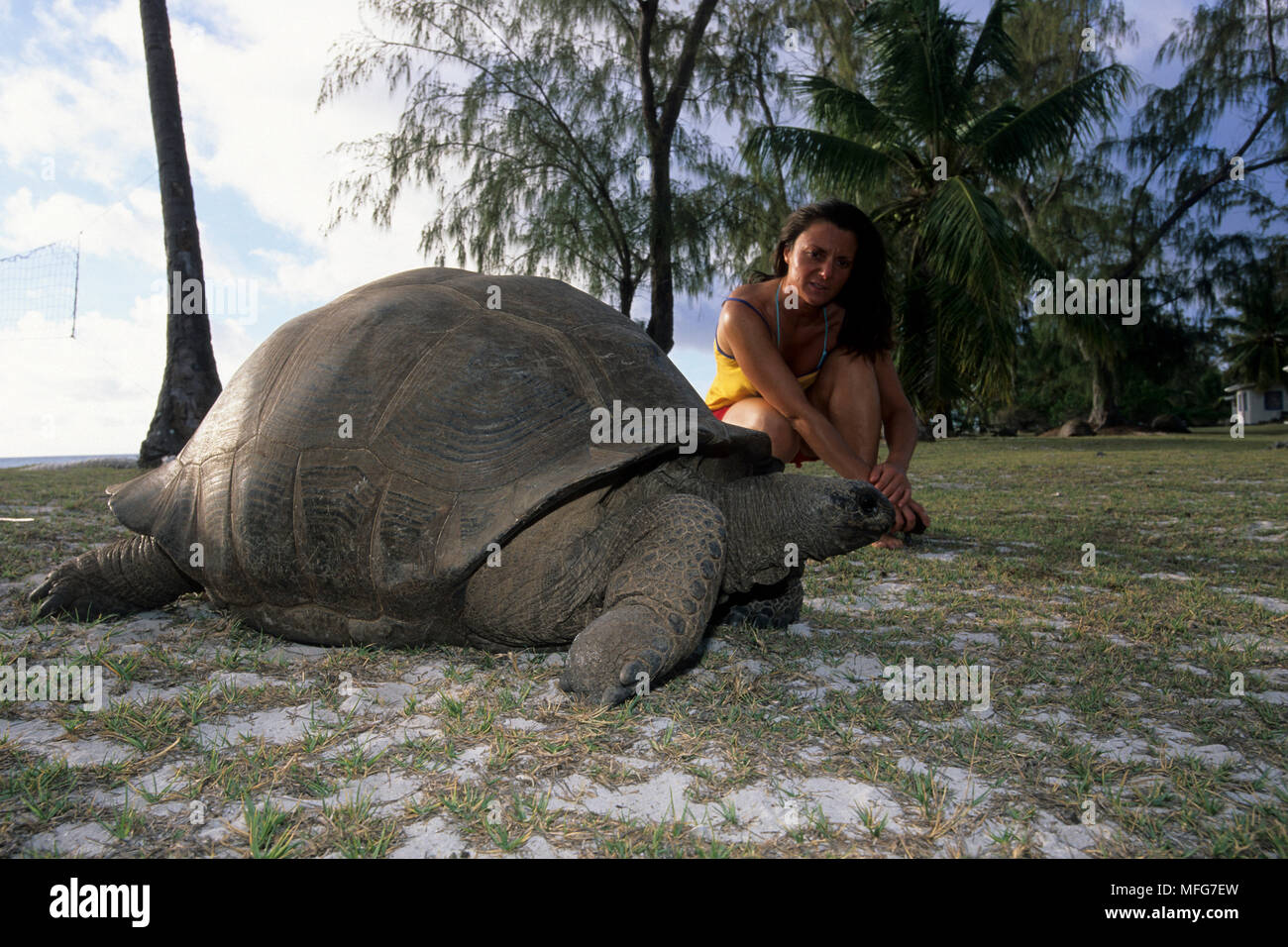 Lookink femmina una tartaruga gigante, Geochelone gigantea, Aldabra Atoll, patrimonio mondiale naturale, Seychelles, Oceano Indiano Data: 24.06.08 RIF: ZB777 Foto Stock