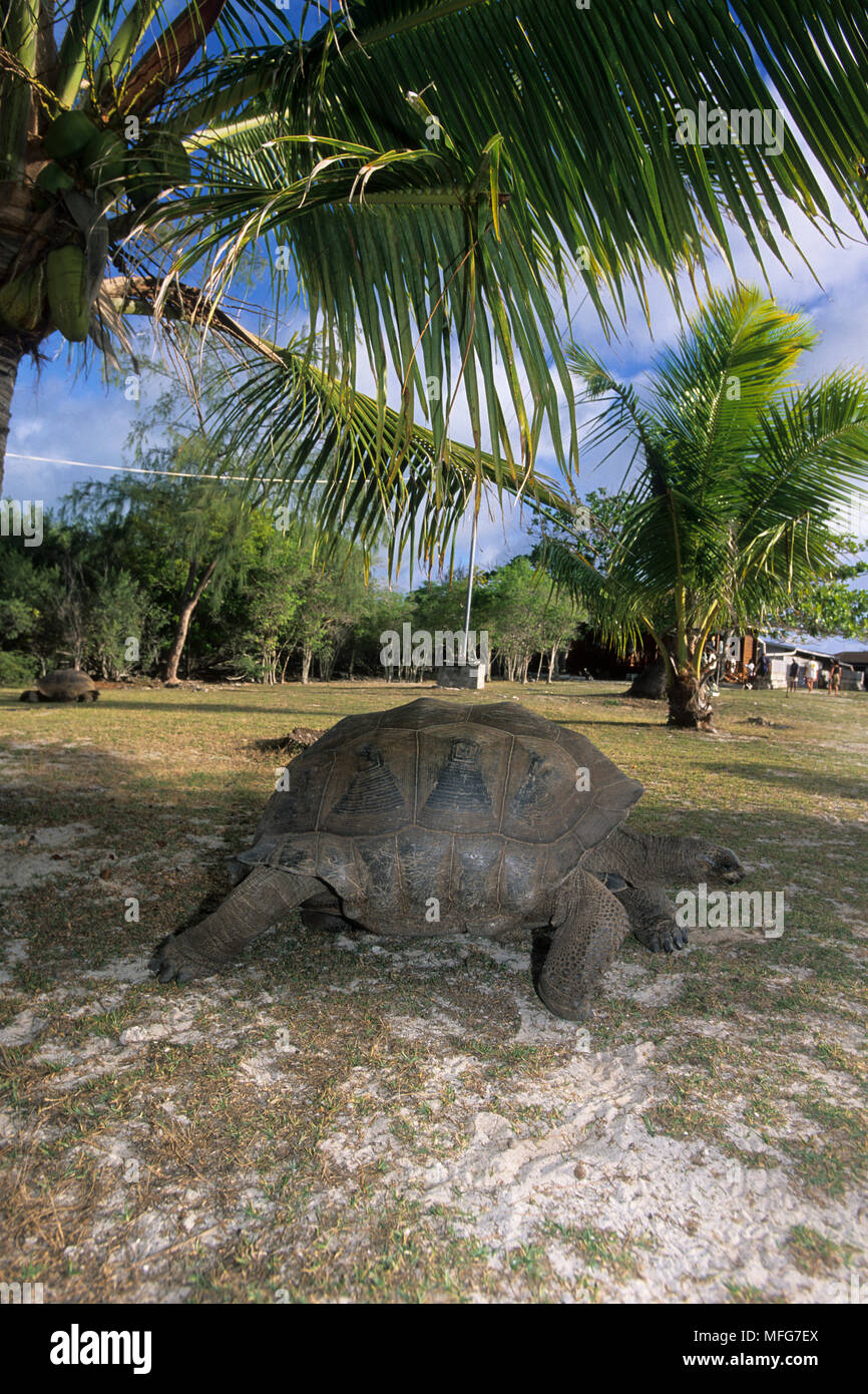Lookink femmina una tartaruga gigante, Geochelone gigantea, Aldabra Atoll, patrimonio mondiale naturale, Seychelles, Oceano Indiano Data: 24.06.08 RIF: ZB777 Foto Stock