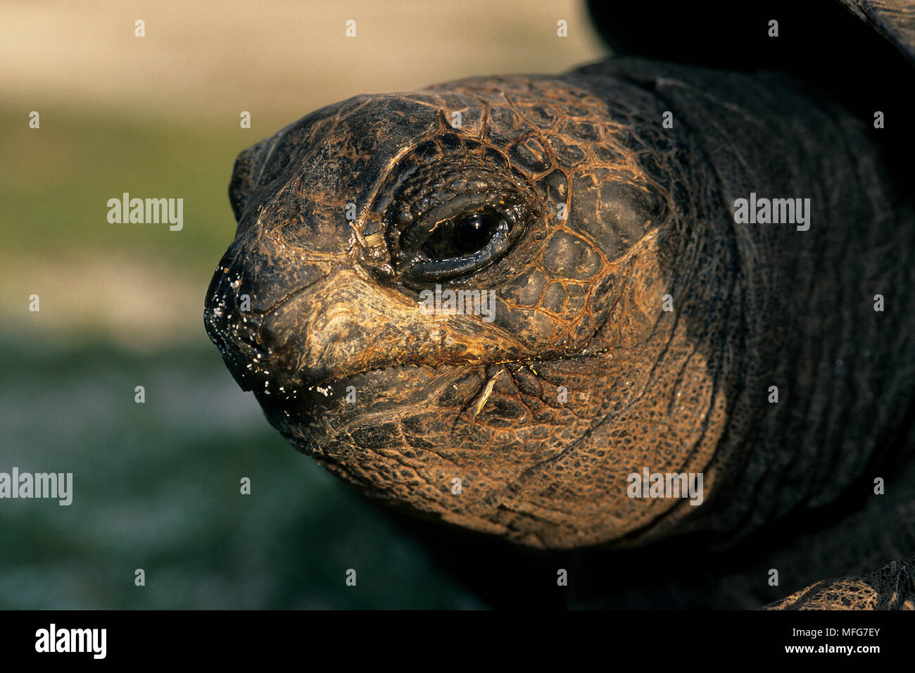 Ritratto di tartaruga gigante, Geochelone gigantea, Aldabra Atoll, patrimonio mondiale naturale, Seychelles, Oceano Indiano Data: 24.06.08 RIF: ZB777 1156 Foto Stock
