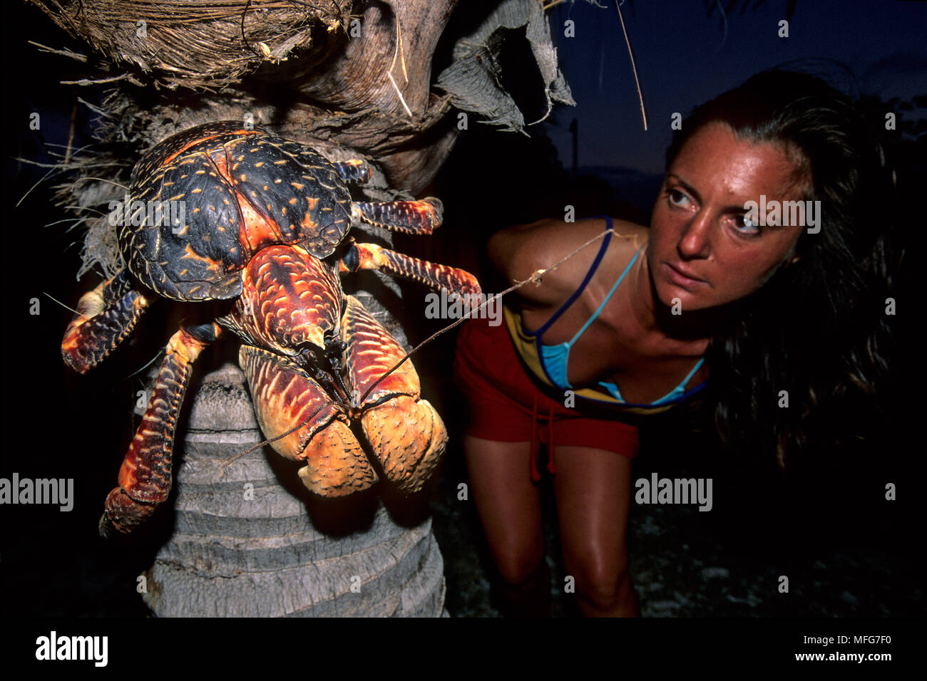 Donne Cercando il granchio del cocco su un Palm, Birgus latro, Aldabra Atoll, patrimonio mondiale naturale, Seychelles, Oceano Indiano Data: 24.06.08 RIF: ZB777 Foto Stock