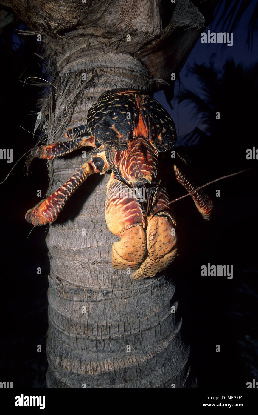 Il granchio del cocco su un Palm, Birgus latro, Aldabra Atoll, patrimonio mondiale naturale, Seychelles, Oceano Indiano Data: 24.06.08 RIF: ZB777 115635 0022 CO Foto Stock