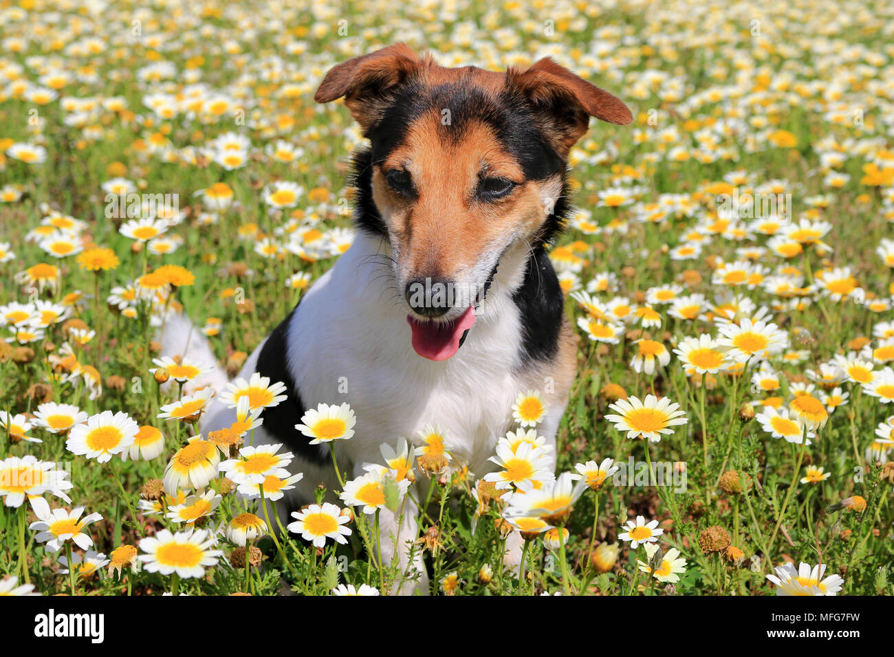 Jack Russell cane, tricolore, seduto su un prato fiorito Foto Stock