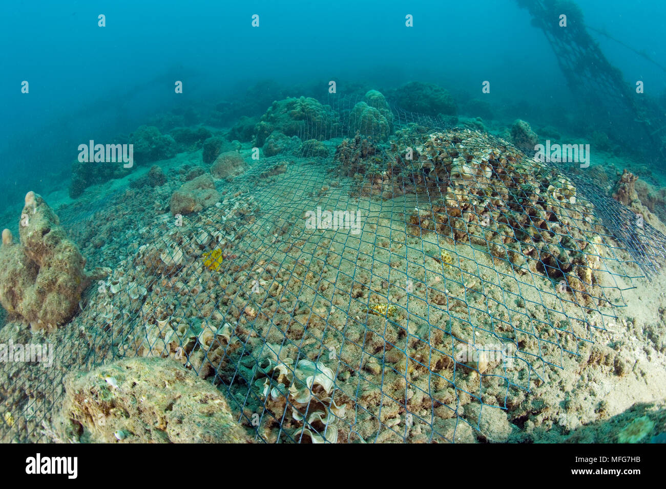 Uno dell'elettrodo fornisce corrente per la struttura di bio-rock, metodo di rafforzare la crescita di coralli e organismi acquatici, in Taman Sari Bali Foto Stock