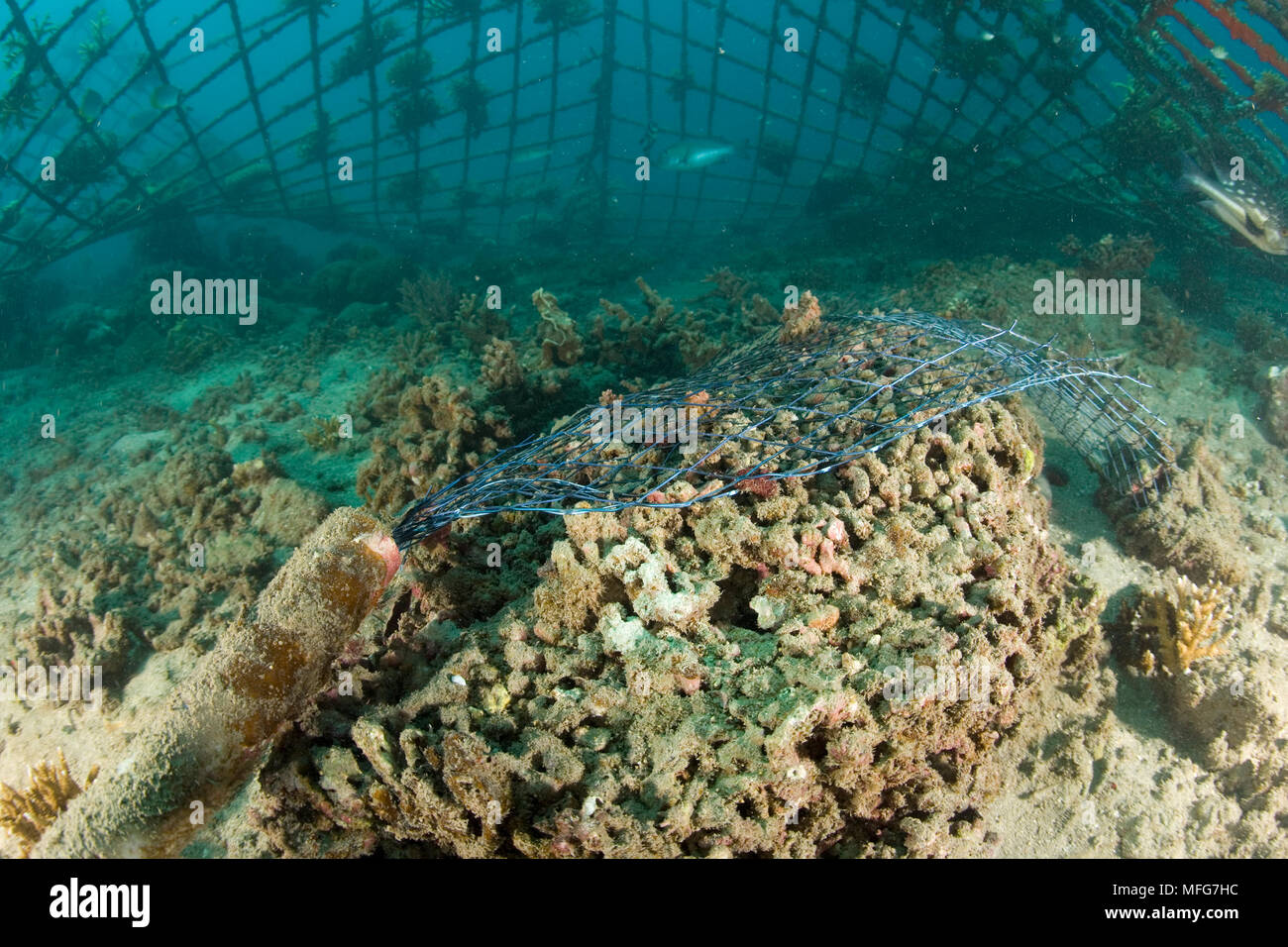 Uno dell'elettrodo fornisce corrente per la struttura di bio-rock, metodo di rafforzare la crescita di coralli e organismi acquatici, in Taman Sari Bali Foto Stock
