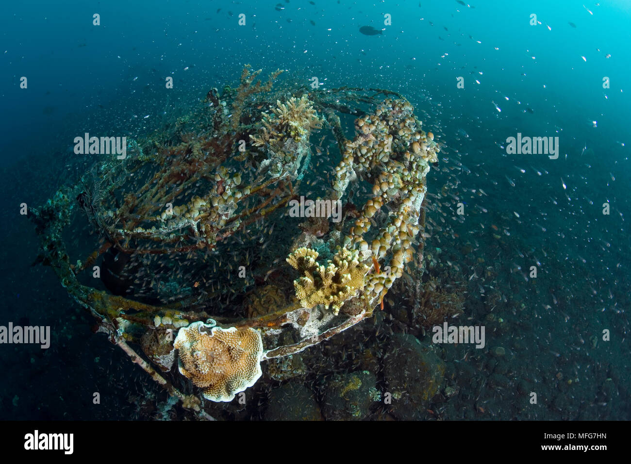 Pesci attirati in corallo attaccata alla struttura di bio-rock, metodo di rafforzare la crescita di coralli e organismi acquatici, in Taman Sari Foto Stock