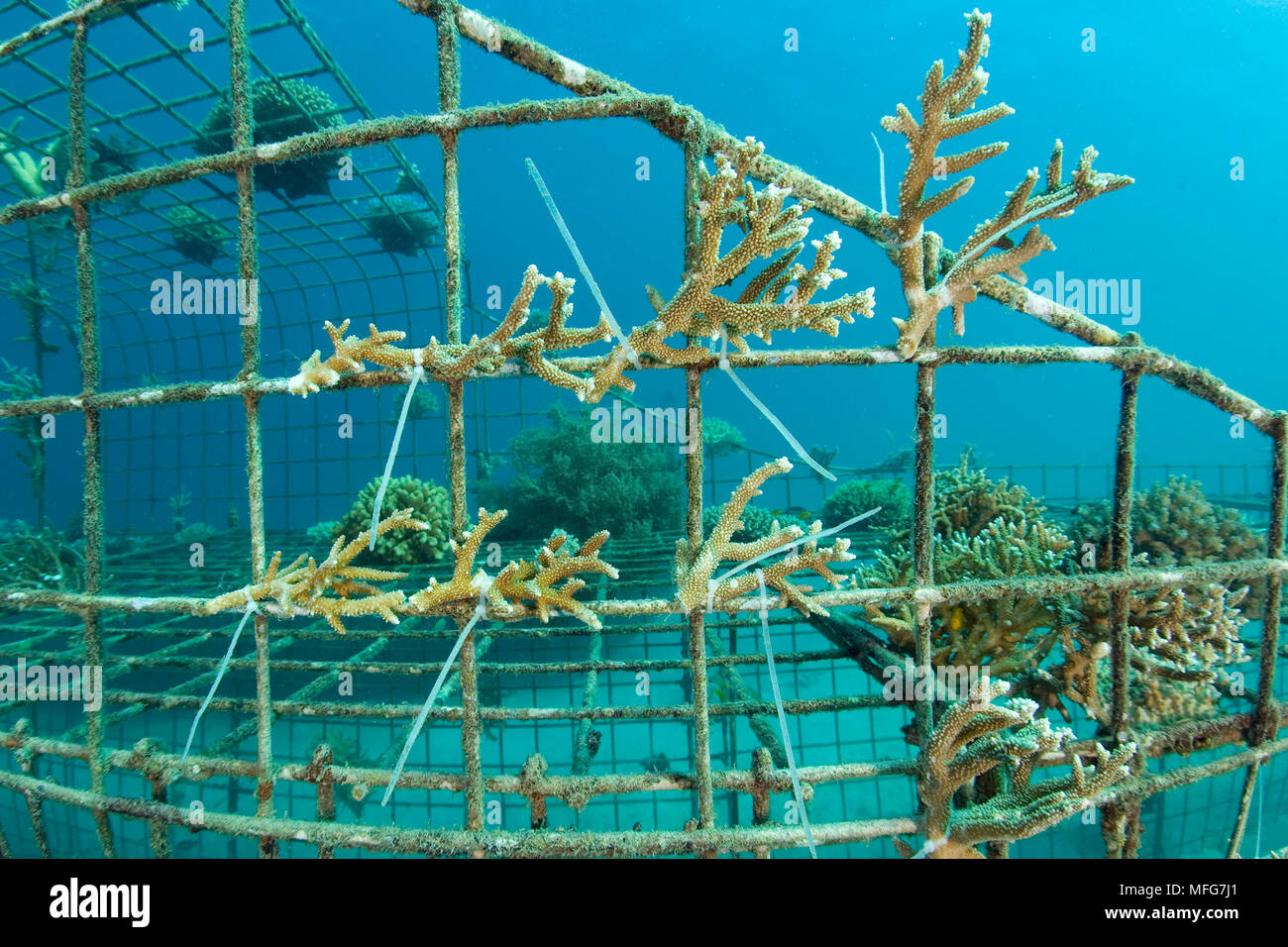 Corallo duro fissato alla struttura della bio-rock, metodo di rafforzare la crescita di coralli e organismi acquatici, sito di immersione del Reef visto Aquatics, Des Foto Stock