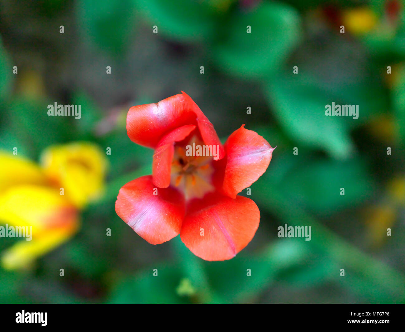 Tulipani colorati in giardino pubblico Foto Stock