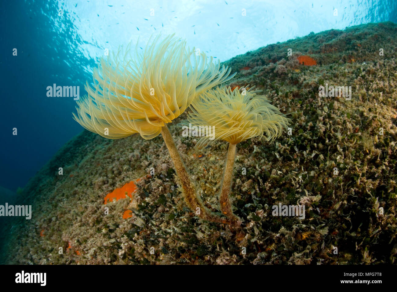 Paio di spirograph worm, Sabella spallanzani, Secca delle Le Secche, l'Isola del Giglio, Arcipelago Toscano, Toscana, Italia, Tirreno, Mediterranea Foto Stock