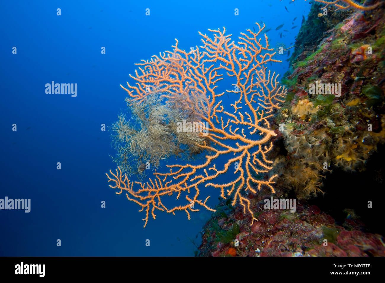 Giallo, Gorgonia Eunicella cavolini, Le Scole meridionale del capo, l'Isola del Giglio, Arcipelago Toscano, Toscana, Italia, Tirreno, Mediterranea data: Foto Stock