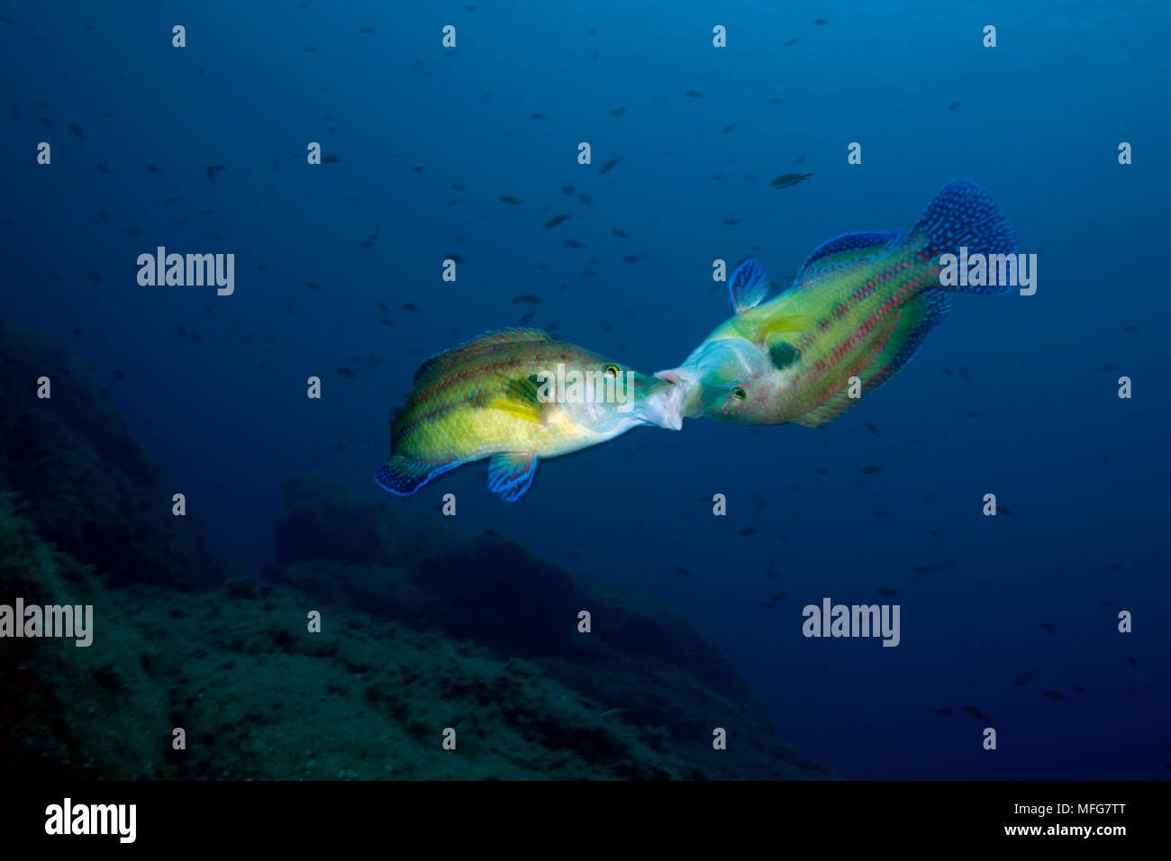 Coppia di maschi peacock wrasse, Symphodus tinca, Secca delle Le Secche, l'Isola del Giglio, Arcipelago Toscano, Toscana, Italia, Tirreno, Mediterranea Foto Stock