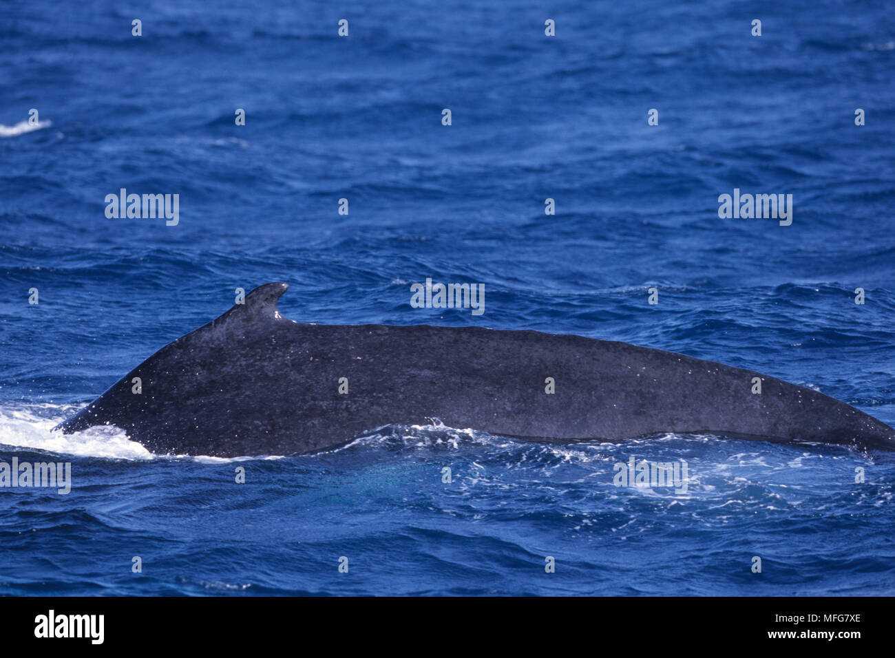 Pinna dorsale, probabilmente una femmina, Humpback Whale, Megaptera novaeangliae, vulnerabile (IUCN), Banca d'argento, Turks & Caicos, Mar dei Caraibi e Oceano Atlantico Foto Stock