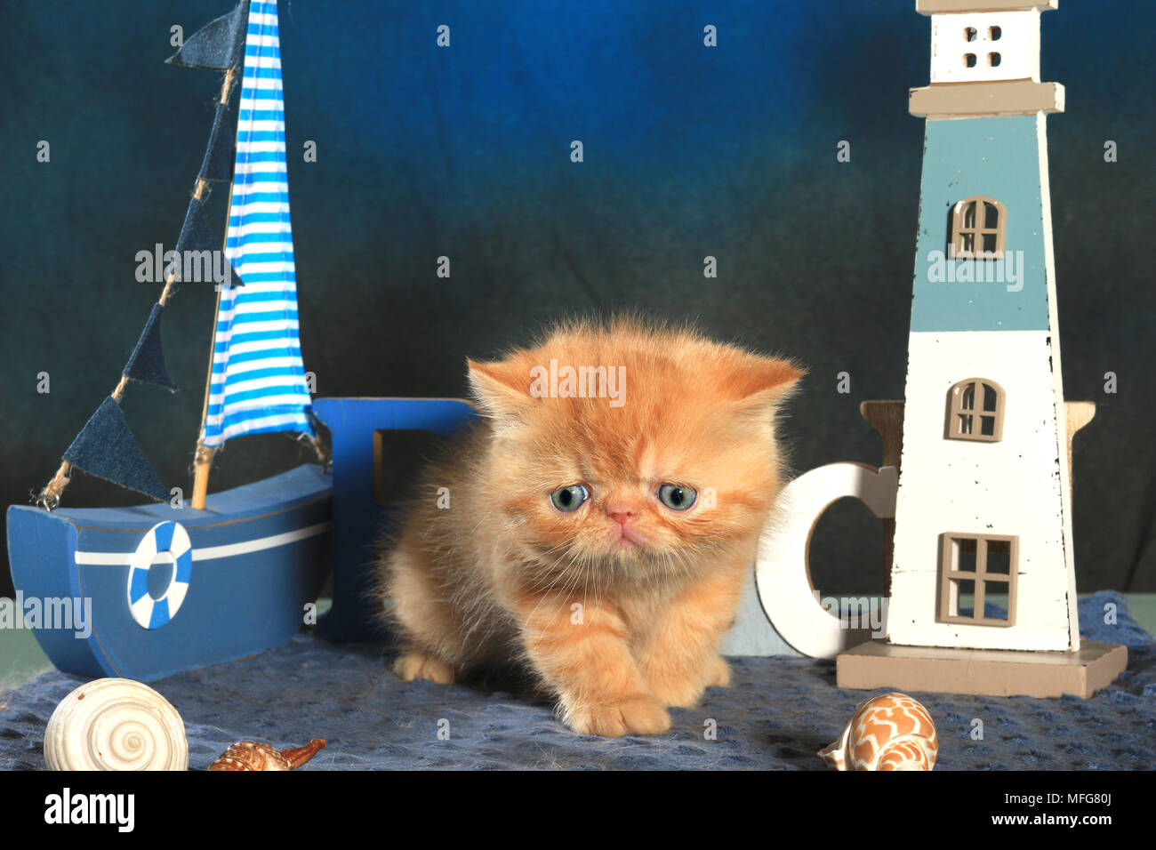 Exotic Shorthair kitten, 5 settimane di età, lo zenzero Foto Stock