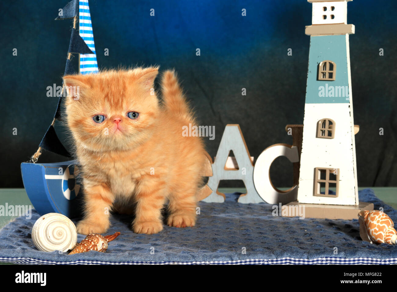 Exotic Shorthair kitten, 5 settimane di età, lo zenzero Foto Stock