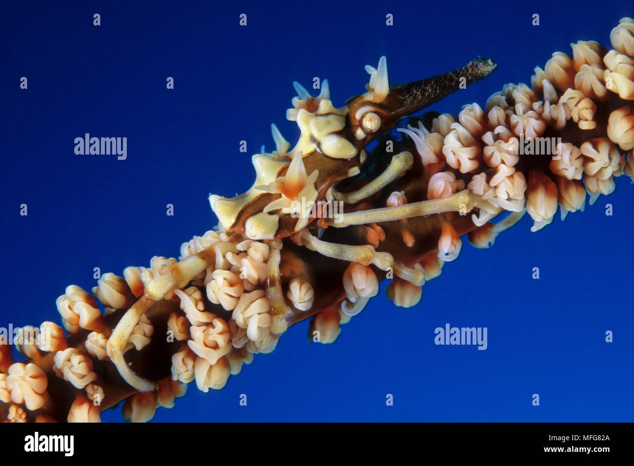 Granseola su un filo di corallo, Xenocarcinus tuberculatus, Komodo isole dell arcipelago, il Parco Nazionale di Komodo, Indonesia, Oceano Pacifico Data: 23.07.08 ri Foto Stock