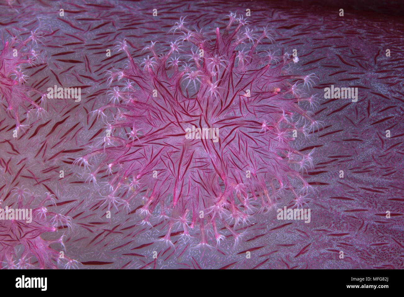 Dettaglio di soft coral, Dendronephthya sp., Komodo isole dell arcipelago, il Parco Nazionale di Komodo, Indonesia, Oceano Pacifico Data: 23.07.08 RIF: ZB777 11712 Foto Stock