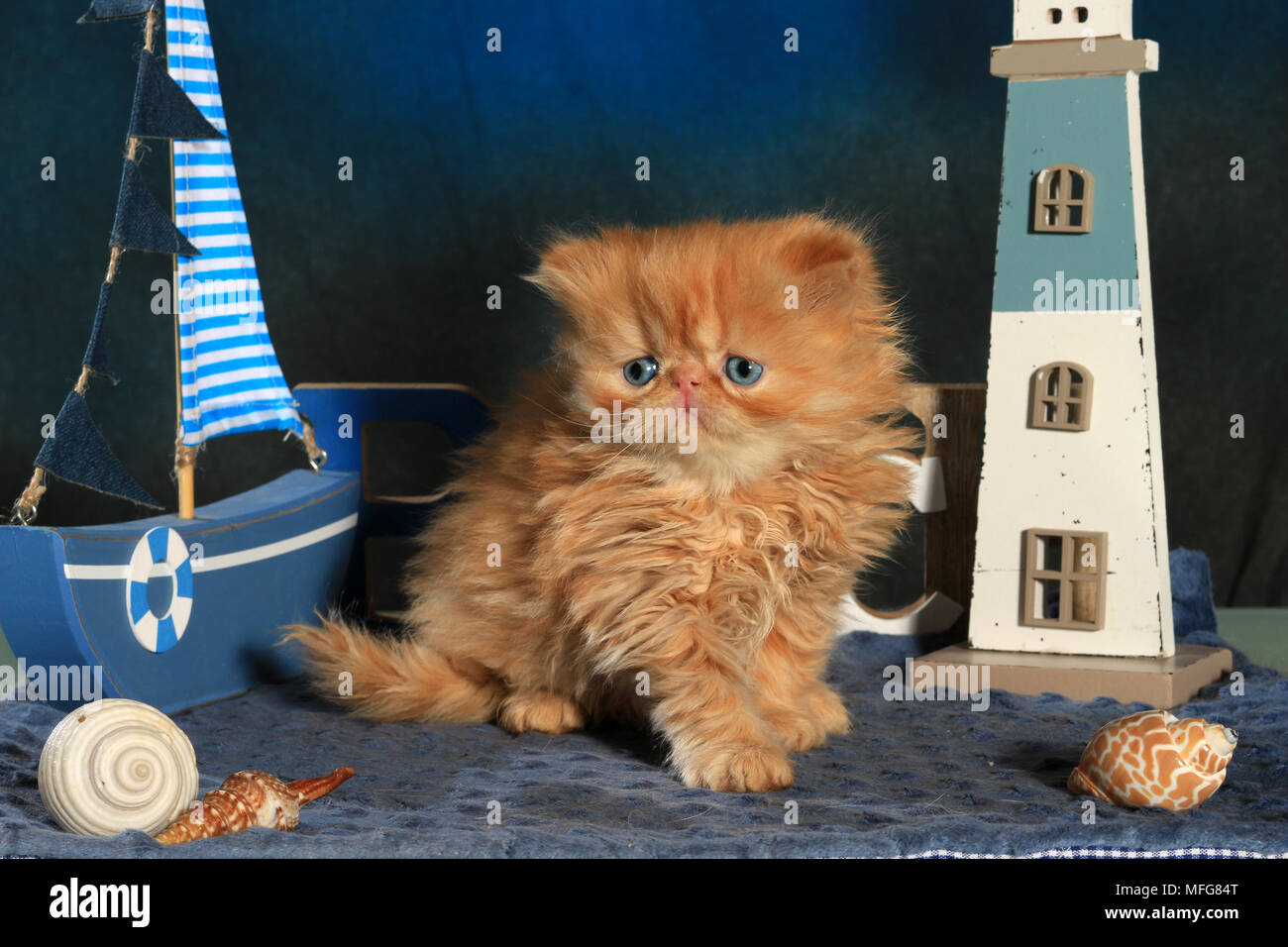 Gattino persiano, 5 settimane di età, lo zenzero Foto Stock