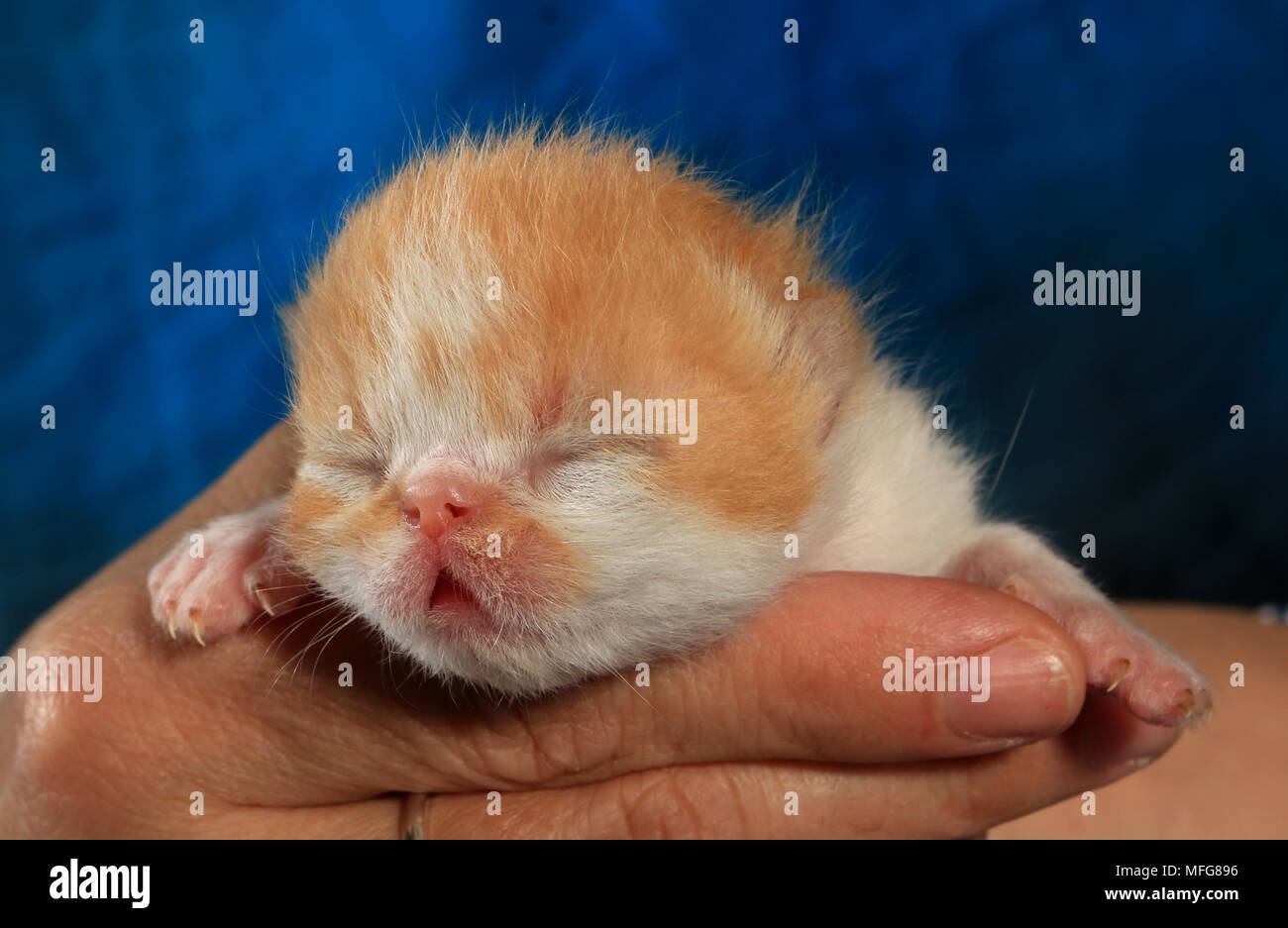 Neonato gattino persiano, 8 giorni, giacente in una mano Foto Stock