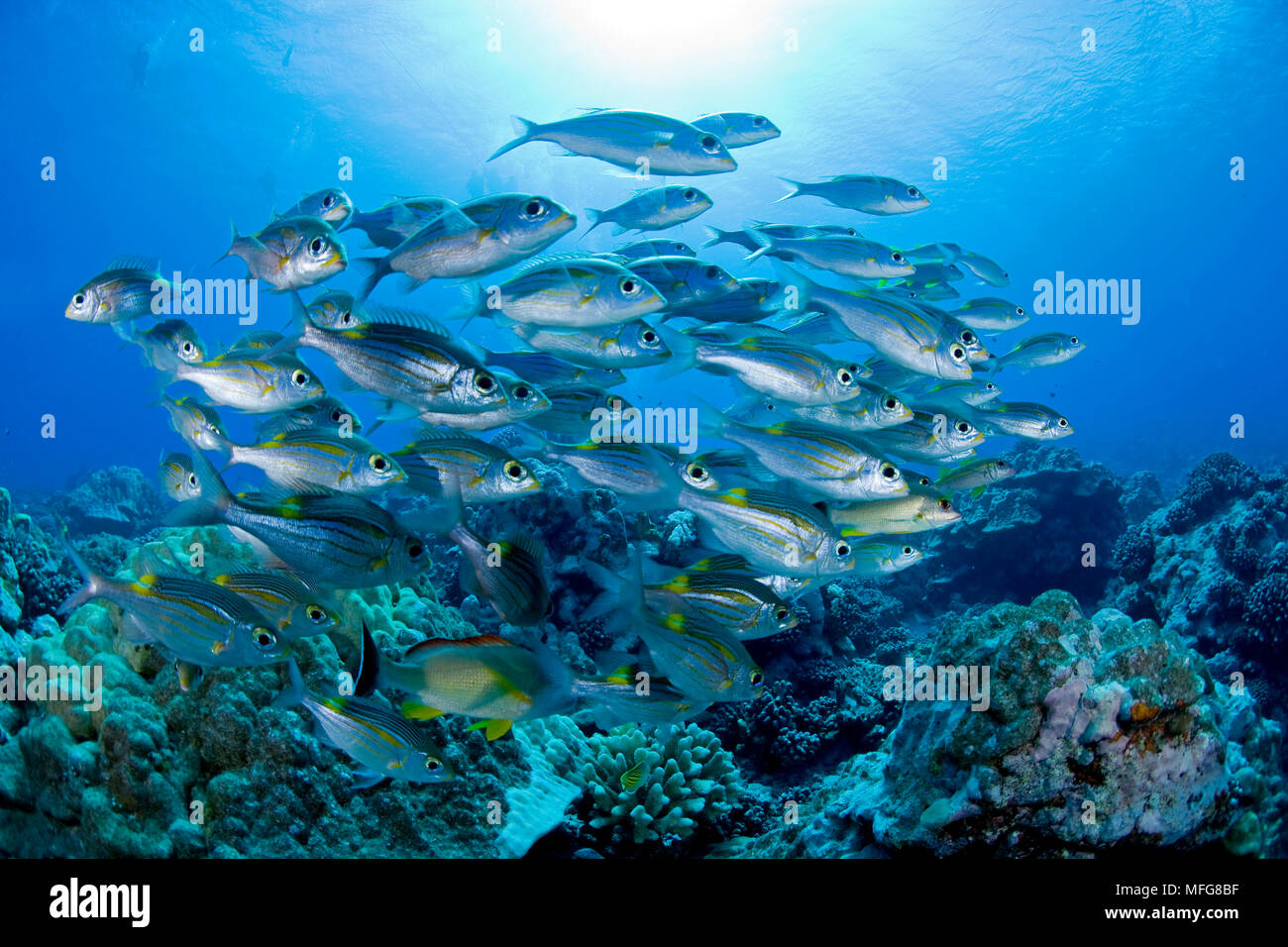 Secca di Goldlined imperatore, Gnathodentex aureolineatus, sito di immersione Tiki, Moorea, società arcipelago, Polinesia francese, Oceano Pacifico Foto Stock