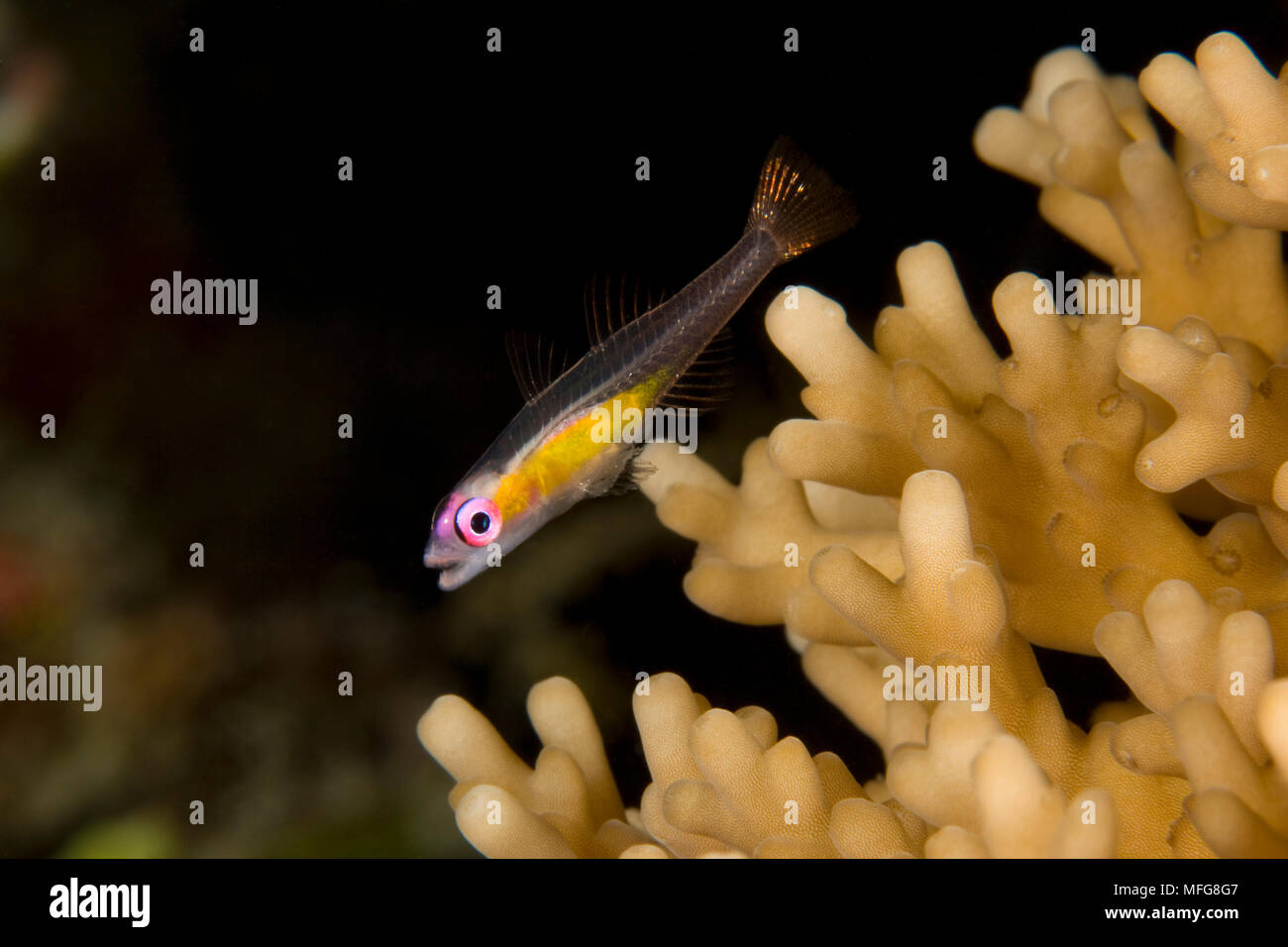 Il fenomeno degli occhi rossi in bilico ghiozzo, Bryaninops natans su coralli duri, Maldive, Oceano Indiano Foto Stock