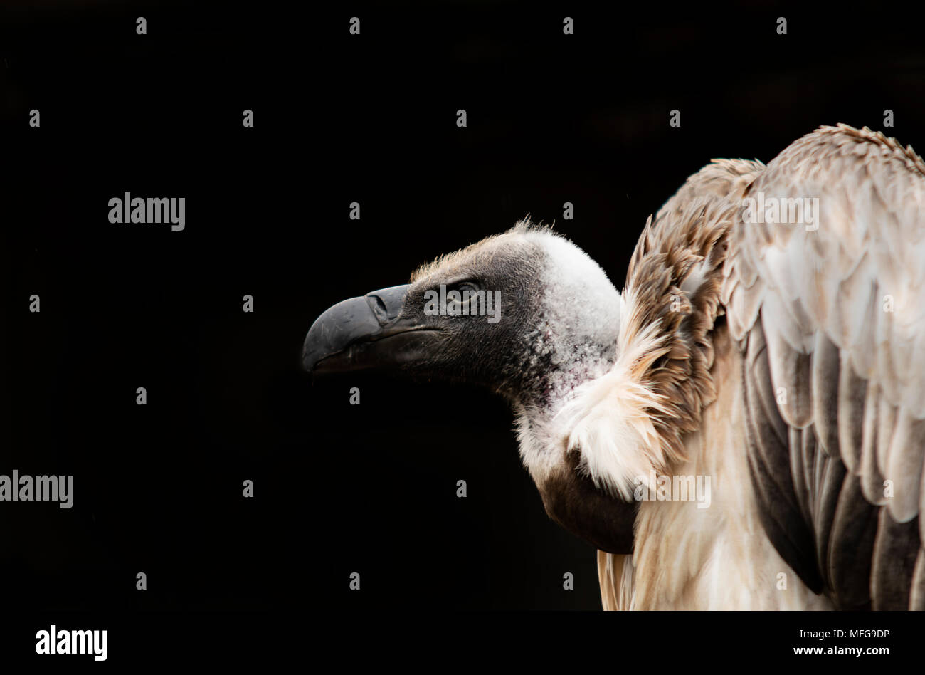 Visualizzazione verticale del vulture Foto Stock