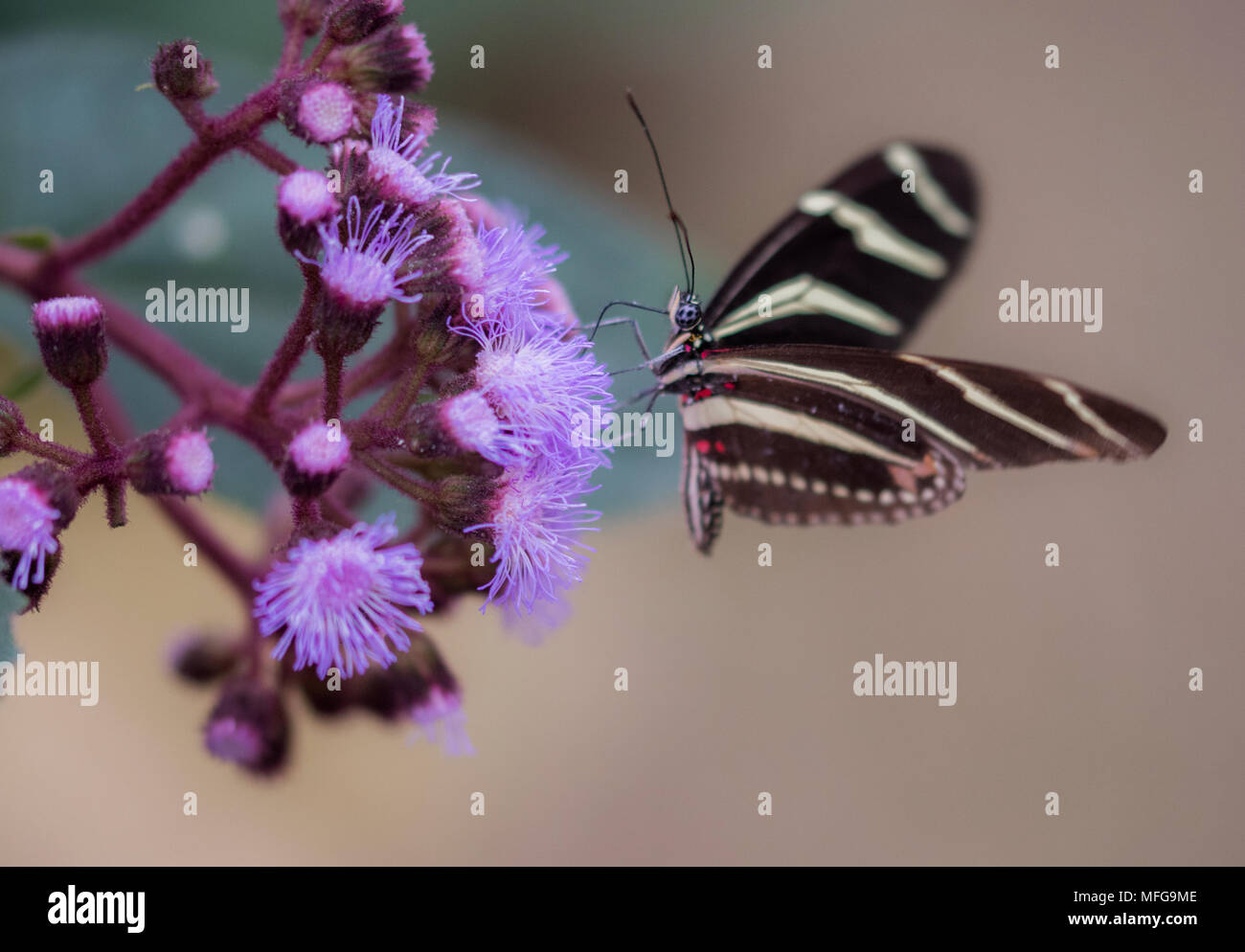 Macro farfalla sul fiore viola Foto Stock