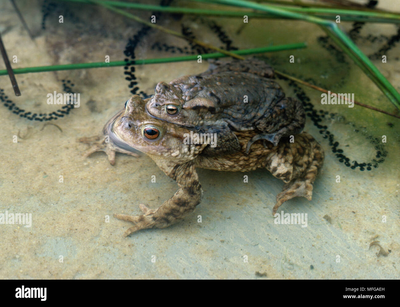 Il rospo comune Bufo bufo coppia in amplexus con stringhe di spawn Foto ...