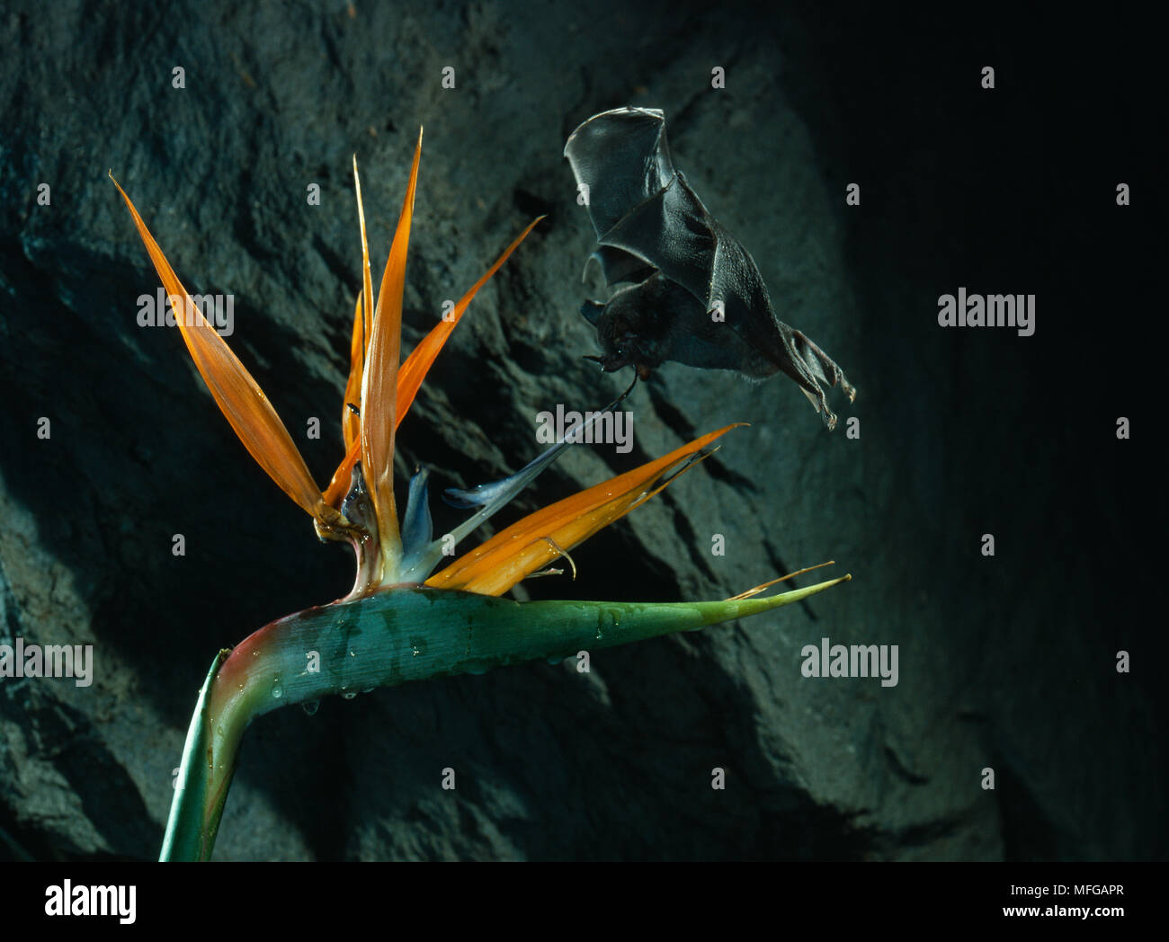 GEOFFROY È A BECCO LUNGO BAT Anoura geoffroyi in volo, oltre Strelitzia Bat agisce come impollinatori; Foto Stock