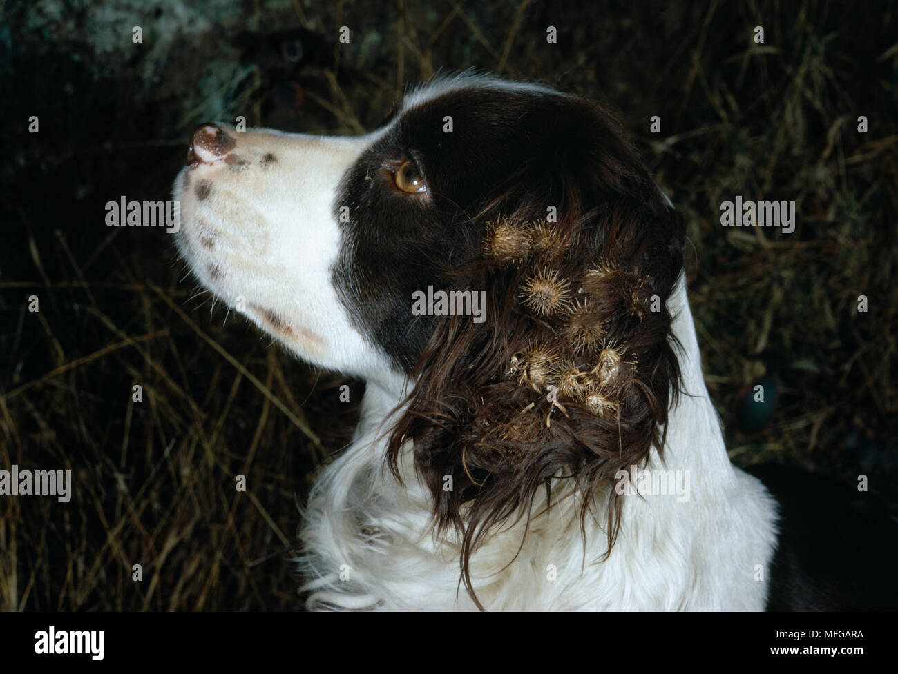 Semi di bardana sul cane Spaniel con bave sulle orecchie (animale la dispersione del seme) è di bardana Arctium sp. Foto Stock