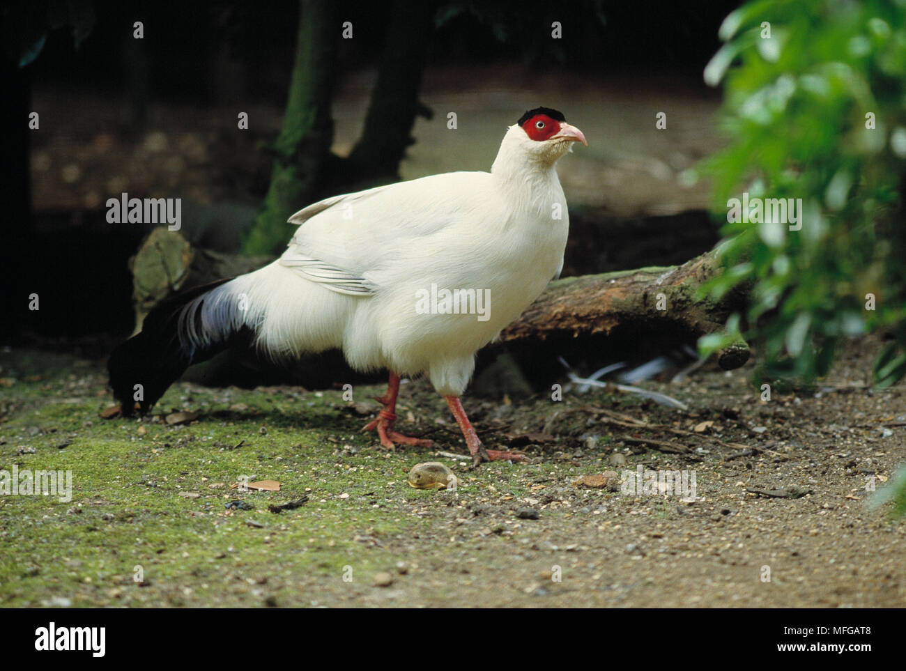 Bianco-EARED PHEASANT Crossoptilon crossoptilon specie di Himalaya specie in via di estinzione Foto Stock