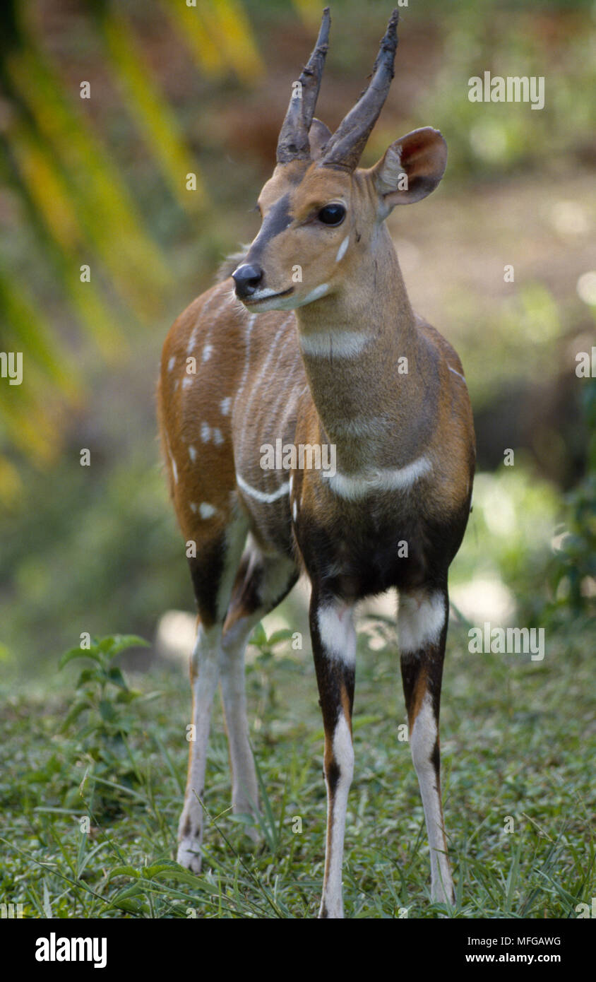 Maschio BUSHBUCK Tragelaphus scriptus Gambia, Africa occidentale Foto Stock
