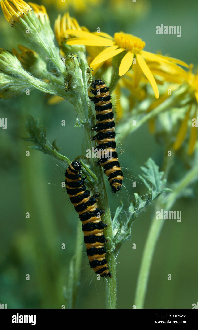 Il cinabro larve di falena su erba tossica Tyria jacobaeae (ex Callimorpha jacobaeae) Foto Stock