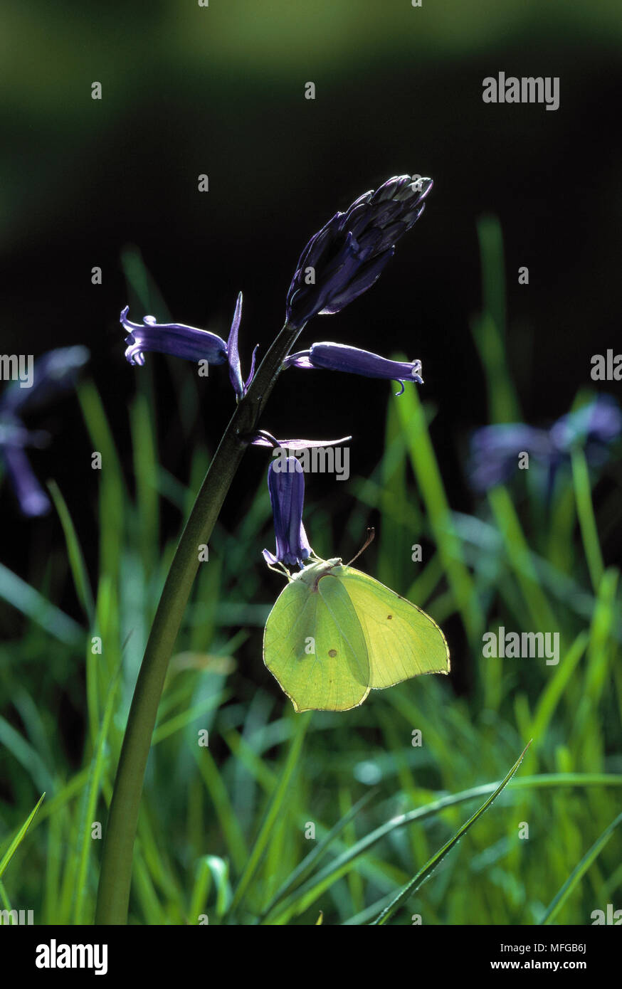 BRIMSTONE BUTTERFLY Gonepteryx rhamni su Bluebell, ali chiuso Foto Stock