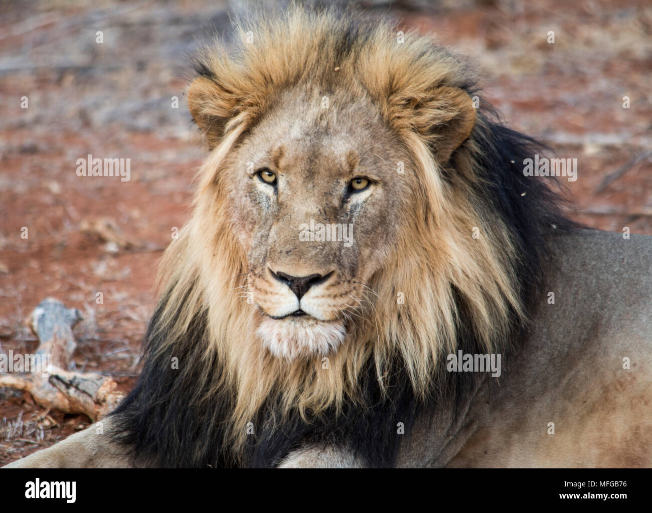 Maschi selvatici African Lion guardando il carrello di safari Foto Stock