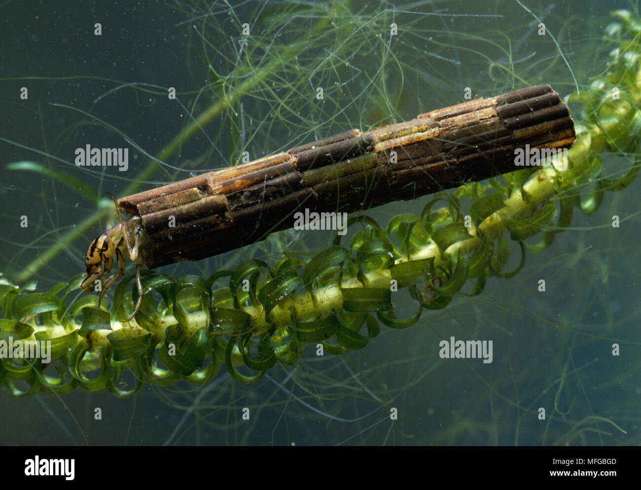 CADDIS FLY LARVA fam. Phryganeidae in un caso ha fatto di steli reed Foto Stock