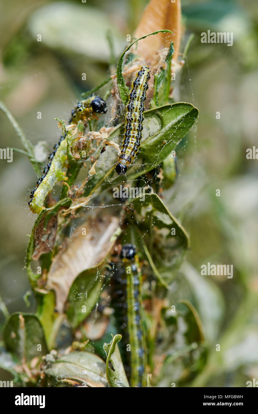 Close up di bruchi verde su un ramo, larva della scatola albero tarma (Cydalima perspectalis), specie invasive, parassiti distruggono giardini e parchi Foto Stock