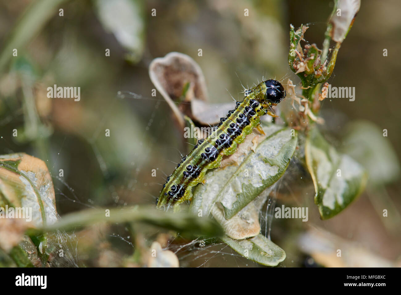 Close up di bruchi verde su un ramo, larva della scatola albero tarma (Cydalima perspectalis), specie invasive, parassiti distruggono giardini e parchi Foto Stock