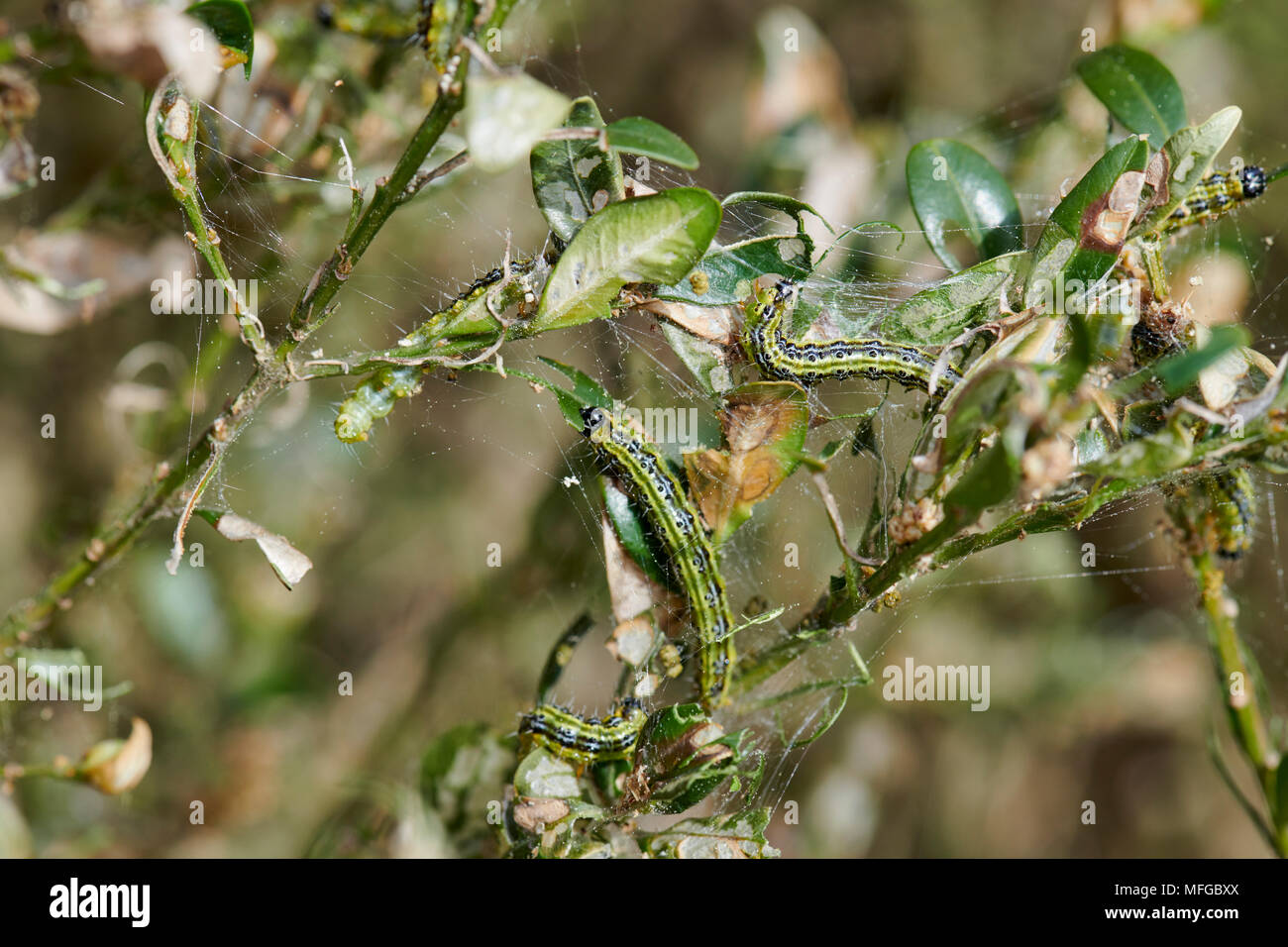 Close up di bruchi verde su un ramo, larva della scatola albero tarma (Cydalima perspectalis), specie invasive, parassiti distruggono giardini e parchi Foto Stock