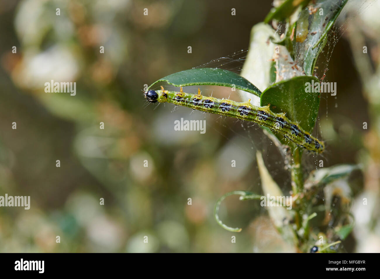 Close up di bruchi verde su un ramo, larva della scatola albero tarma (Cydalima perspectalis), specie invasive, parassiti distruggono giardini e parchi Foto Stock
