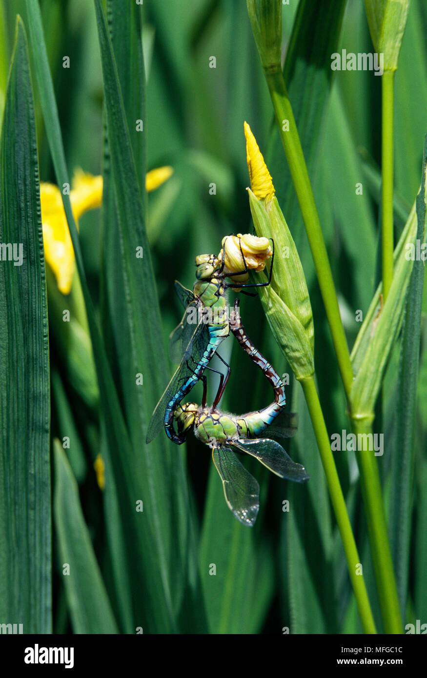 L'IMPERATORE LIBELLULA Anax imperator coppia coniugata sulle bandiere gialle Foto Stock