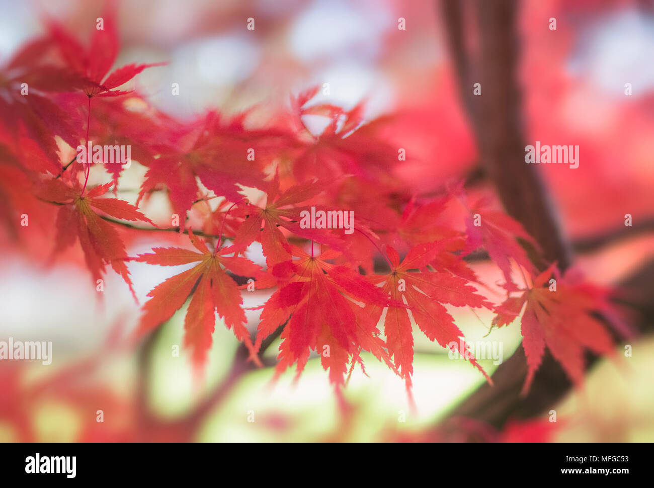 Messa a fuoco morbido rosso Foglie di autunno Foto Stock