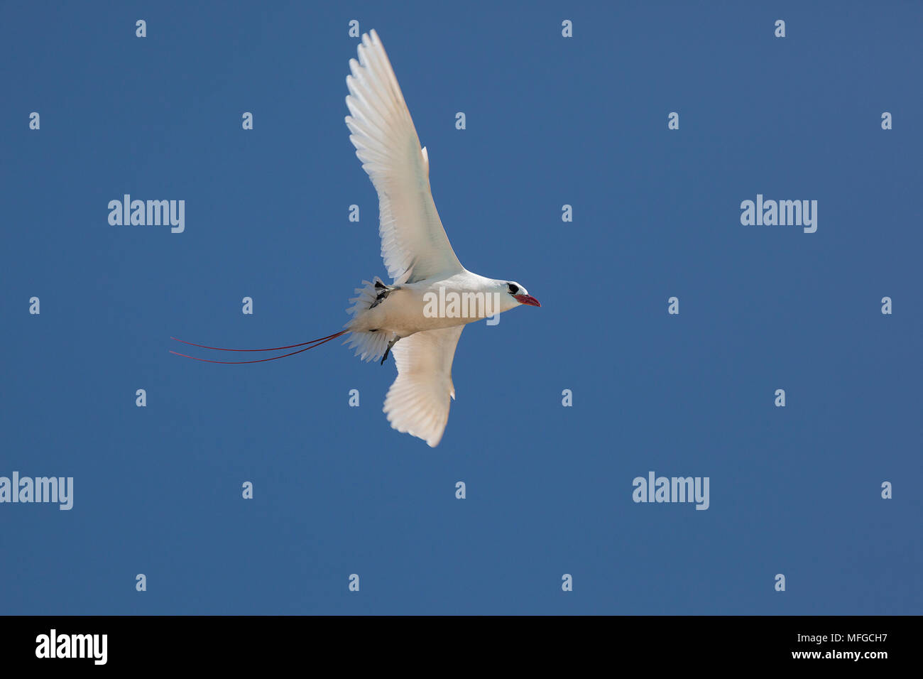 Red-tailed tropicbird o rosso tailed Tropic Bird, Phaethon rubricauda rothschildi, volo di corteggiamento, isola di sabbia, Midway Atoll, Midway Atoll National Foto Stock