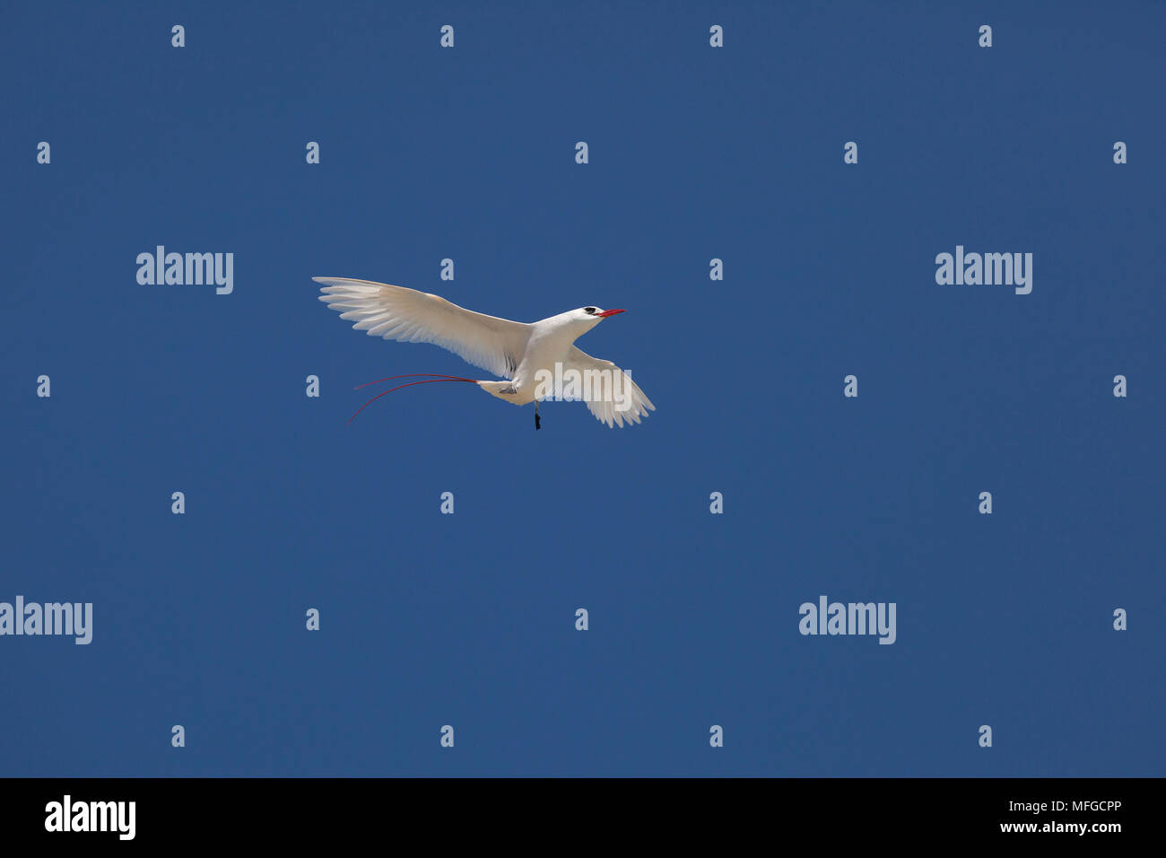 Red-tailed tropicbird o rosso tailed Tropic Bird, Phaethon rubricauda rothschildi, volo di corteggiamento, danza, o display, isola di sabbia, Midway Atoll, Mi Foto Stock