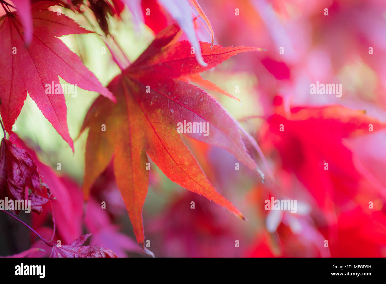 Soft focus le sfumature rosa di foglie di autunno Foto Stock