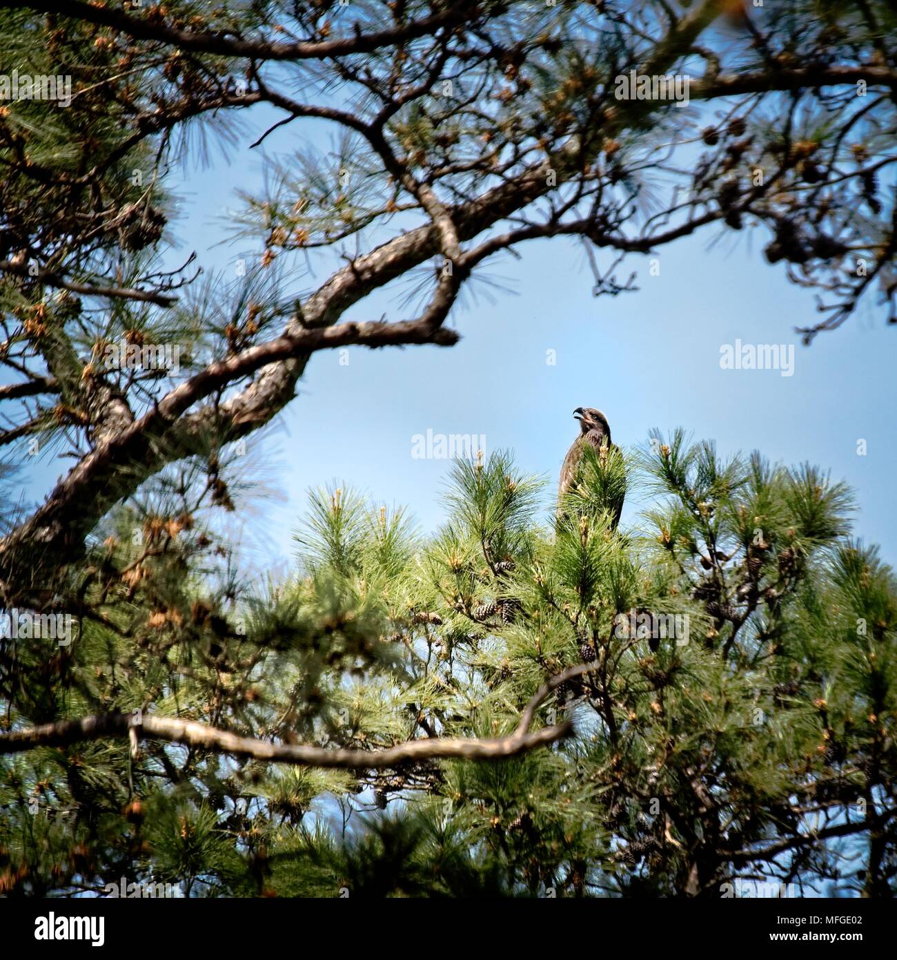 L'aquila nascente sulla cima di un pino a circa 2 mesi impara a volare Foto Stock