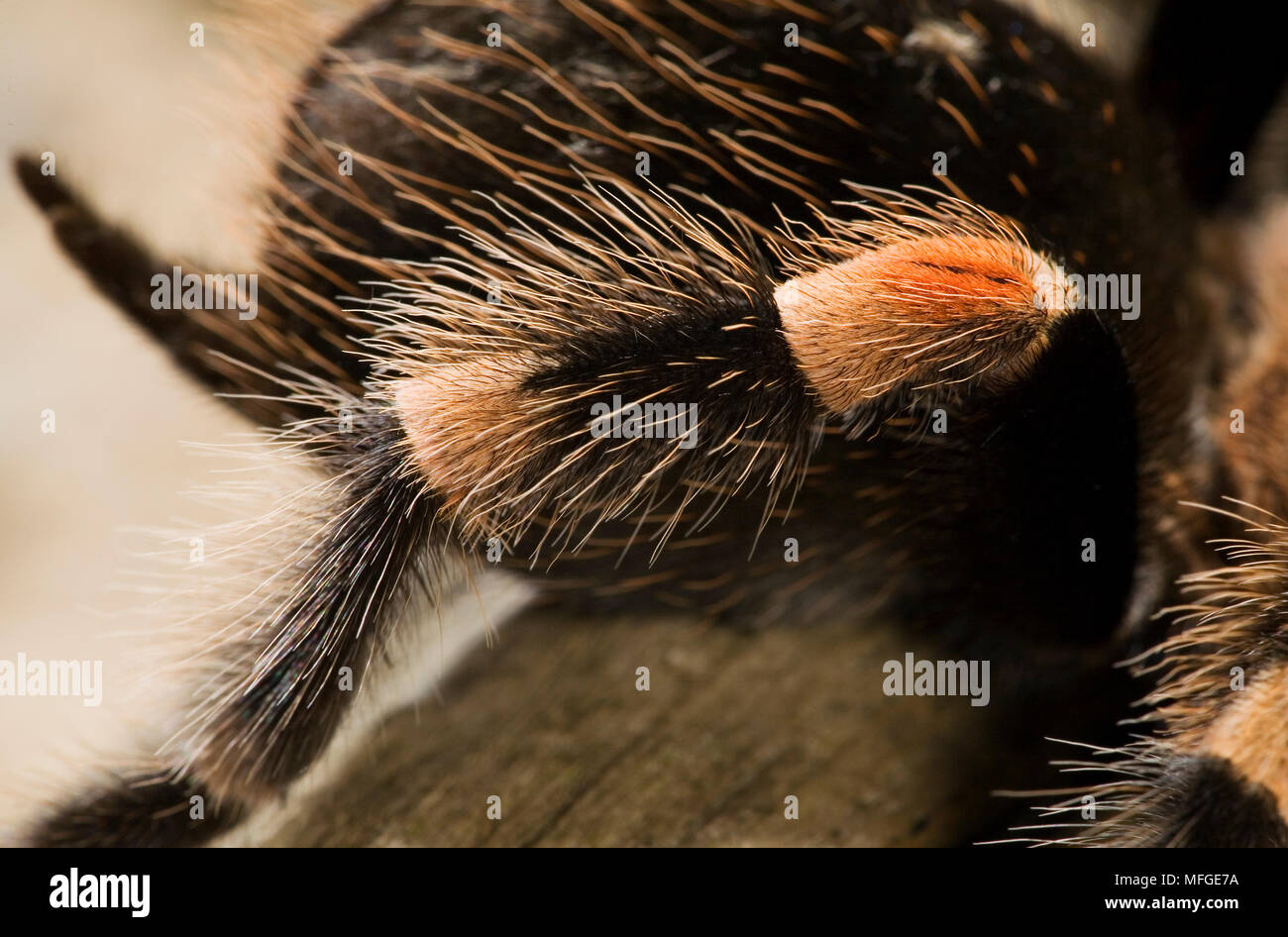 REDKNEED MESSICANO TARANTULA (Brachypelma smithi) closeup di gamba Foto Stock