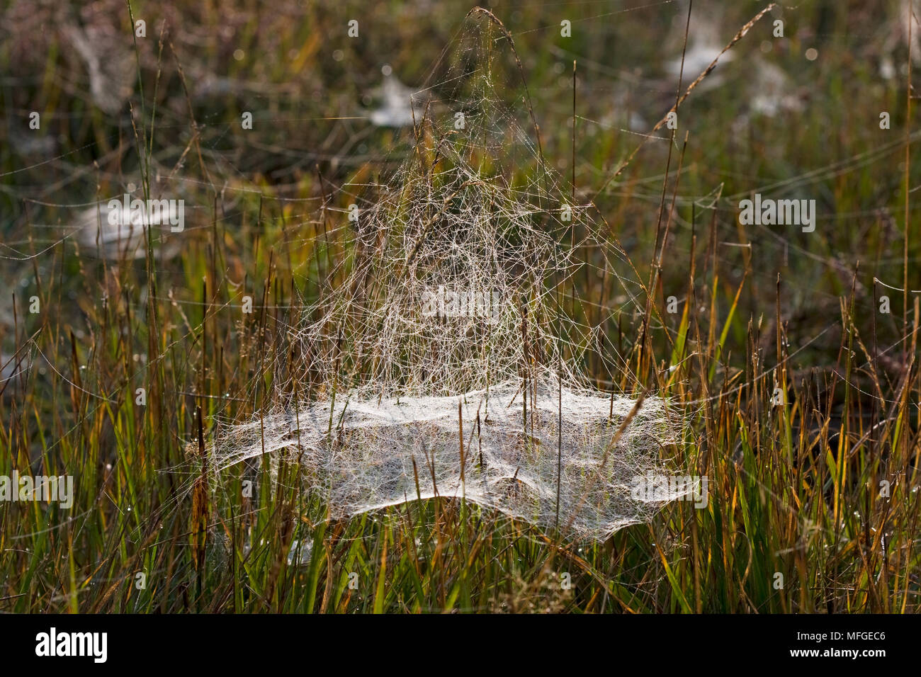 Amaca di WEB Linyphid spider (denaro crociera) Foto Stock