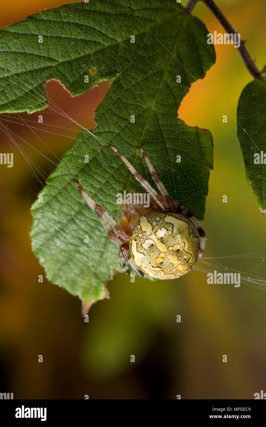 ORB WEAVER SPIDER (Araneus marmoreus) forma di marmo Foto Stock