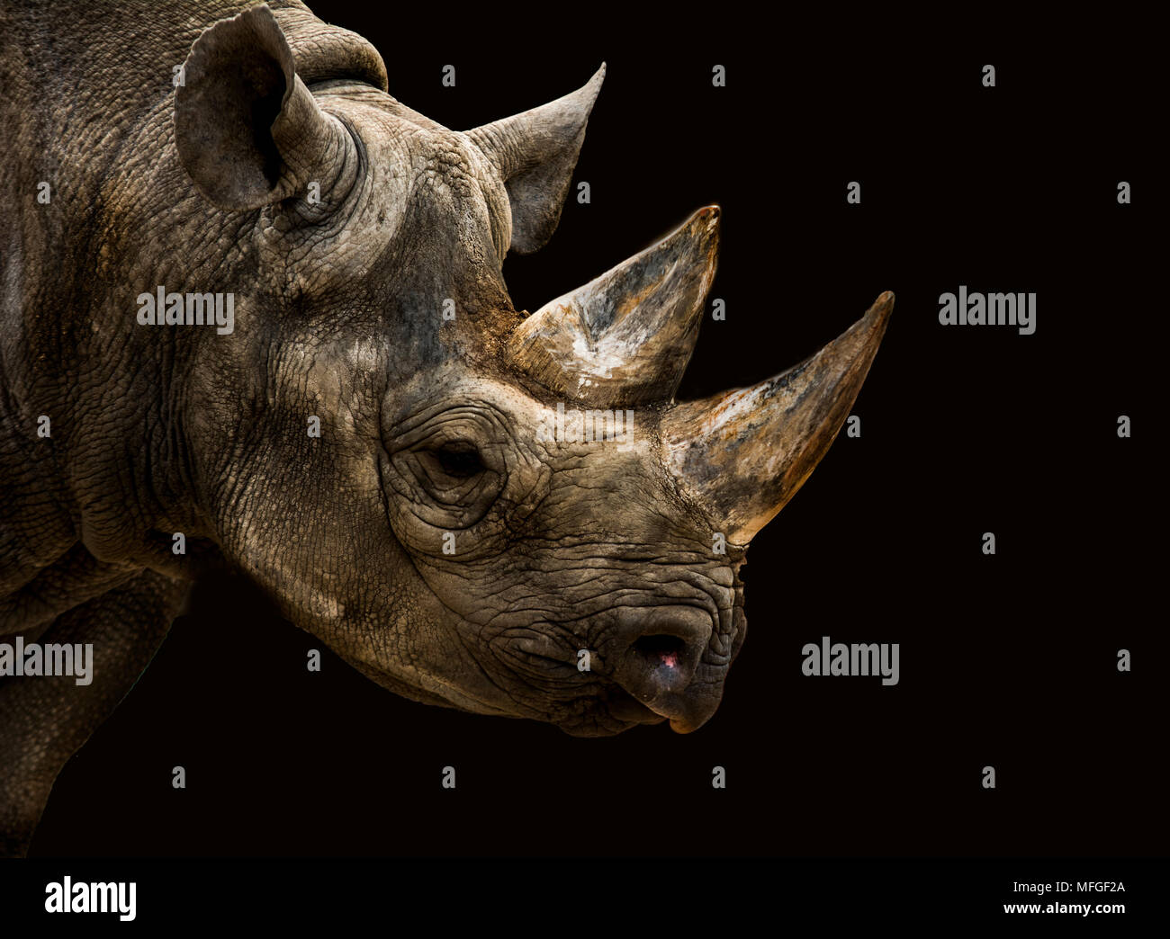 Il rinoceronte nero con forti caratteristiche Foto Stock