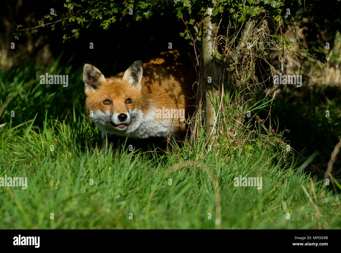 Vixen avventurarsi fuori da sottobosco Foto Stock